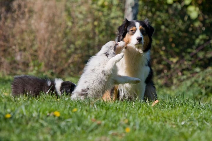 Как отучить щенка кусаться: — Purina ONE®