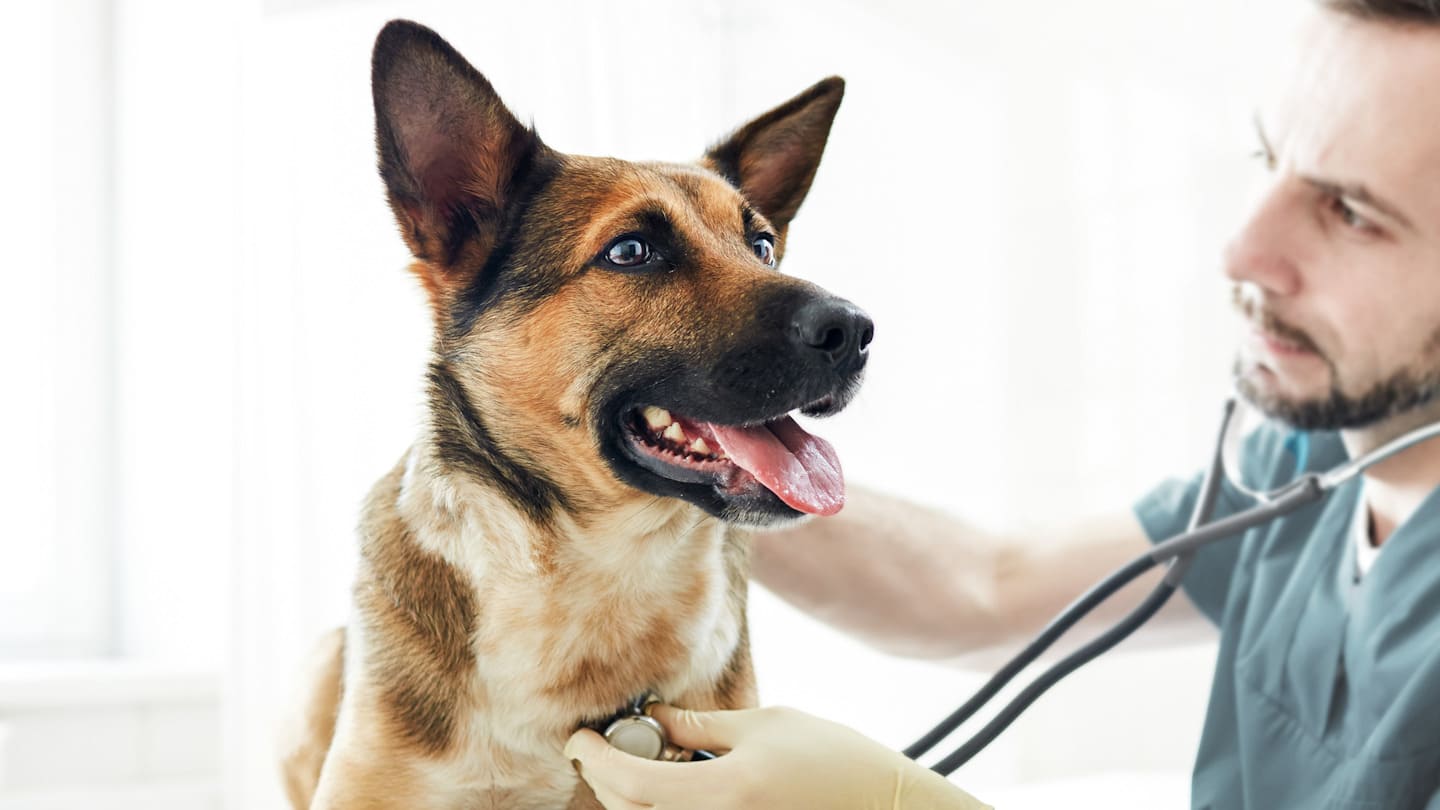 Болезни мочевого пузыря у собак | Royal Canin